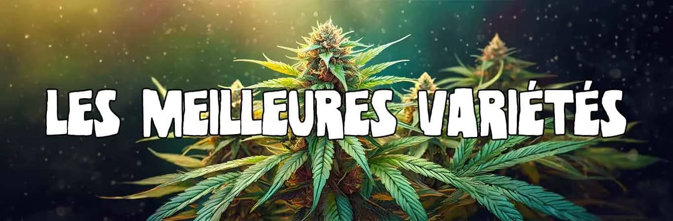 Les meilleures variétés de cannabis et leurs particularités