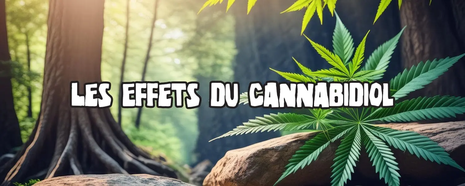 Effet cannabidiol : ce qu&rsquo;il faut savoir !