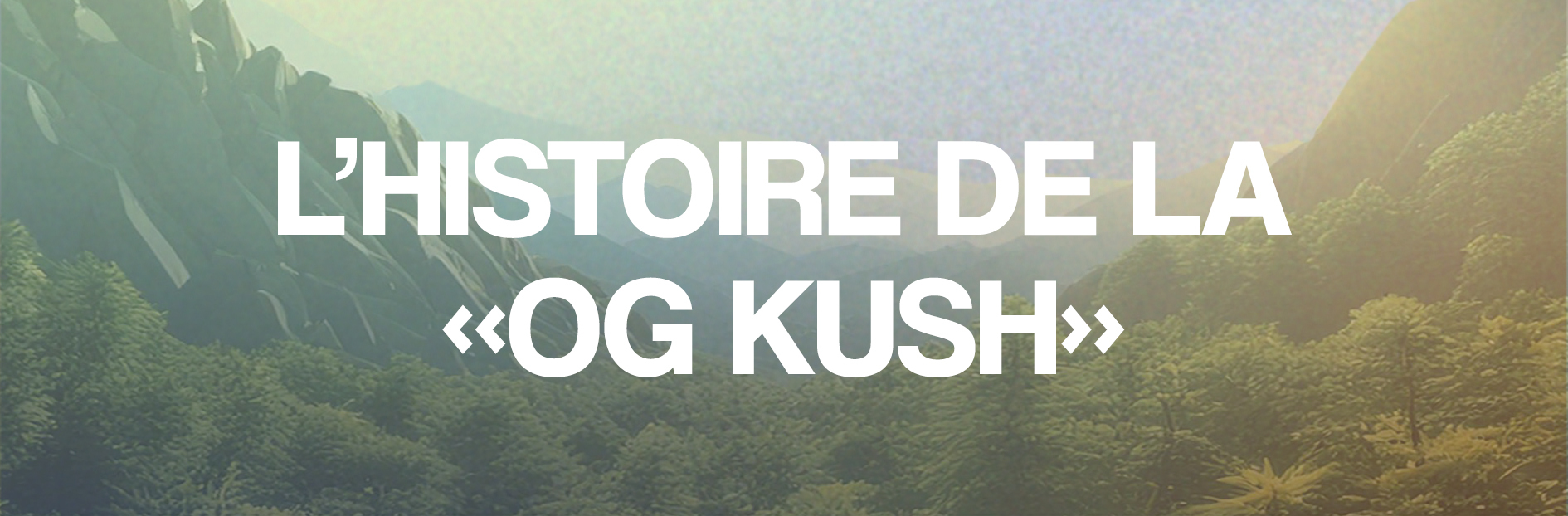 Découvrez l&rsquo;OG Kush : variété emblématique
