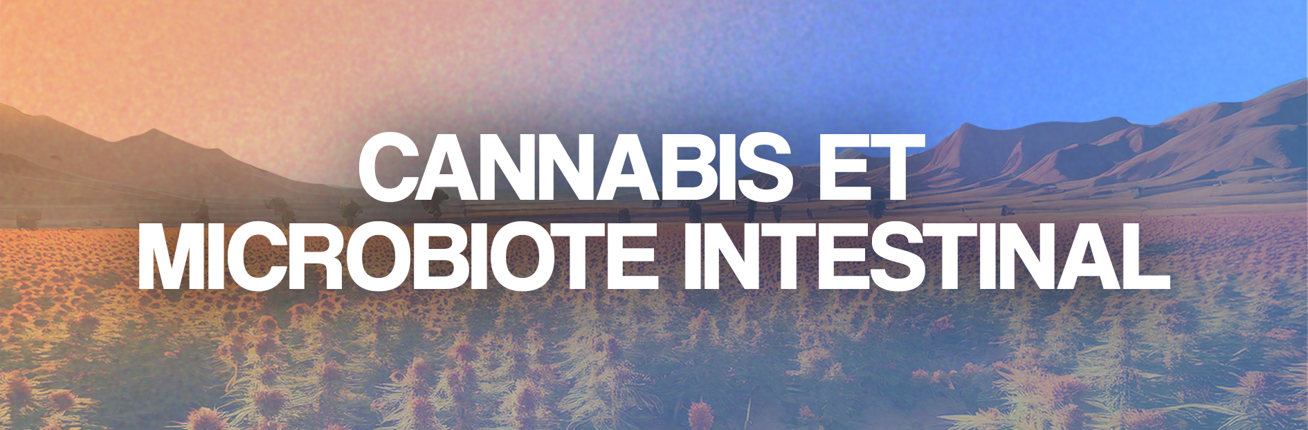 Cannabis et microbiome intestinal : rencontre inattendue