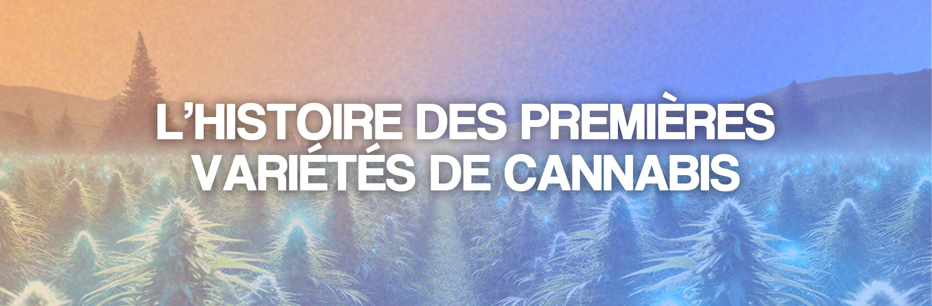 L&rsquo;histoire des premières variétés de cannabis