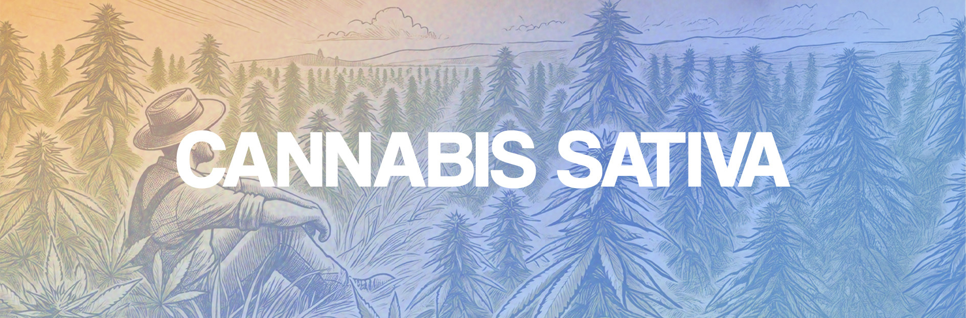 Cannabis sativa : une plante aux multiples vertus