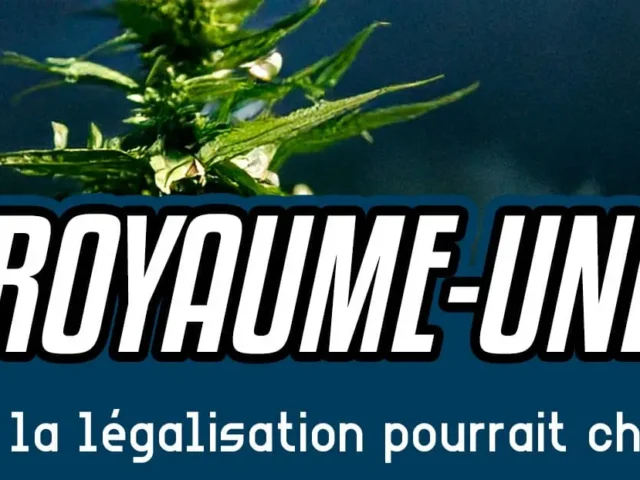 Le Royaume-Uni va-t-il enfin légaliser le cannabis ? Voici ce que ça pourrait changer !