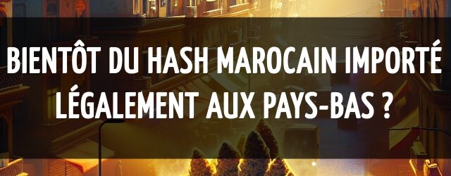 Bientôt du hash marocain importé légalement aux Pays-Bas ?