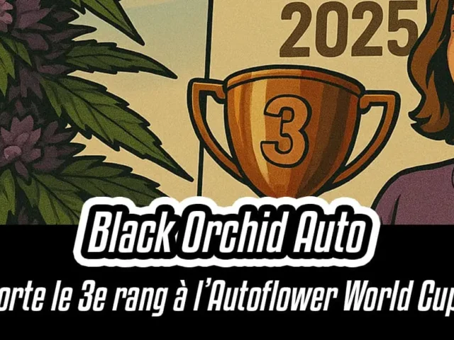 Black Orchid Auto remporte le 3e rang à l’Autoflower World Cup 2025