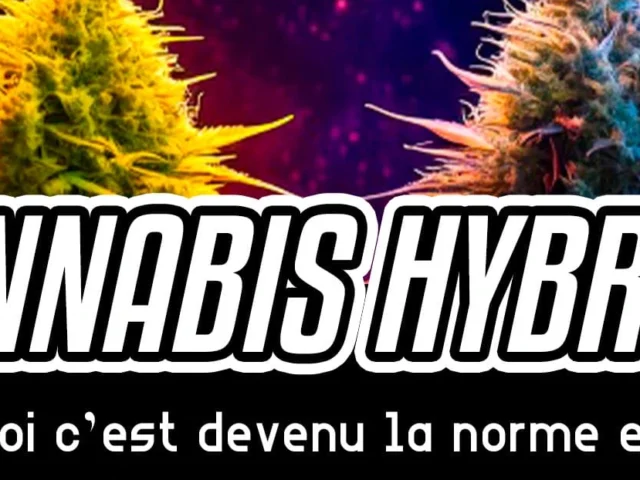 Cannabis hybride : pourquoi c’est devenu la norme en 2025 ?
