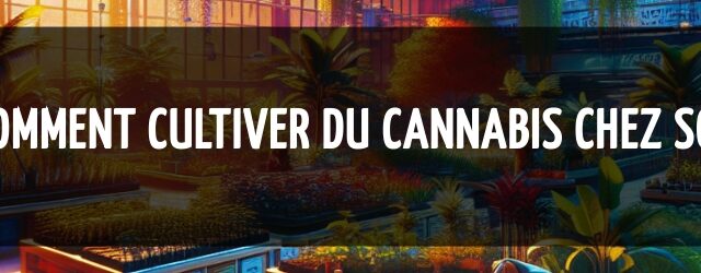 Comment cultiver du cannabis chez soi