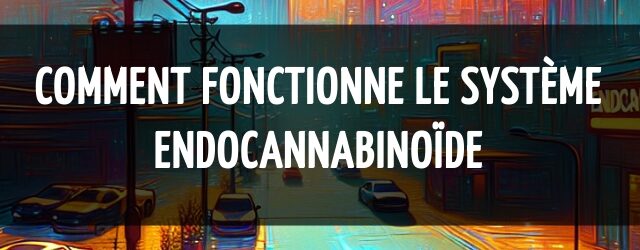 Comment fonctionne le système endocannabinoïde