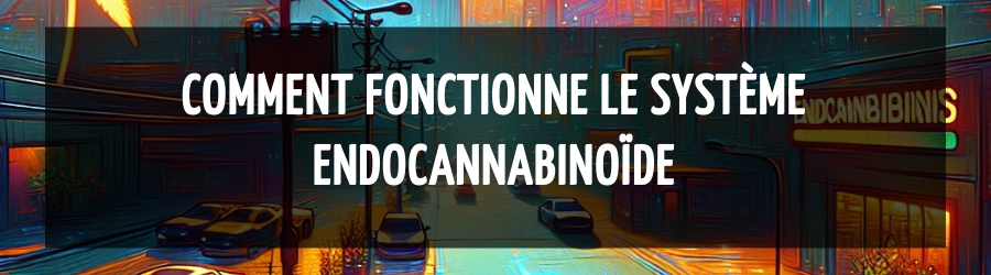 Comment fonctionne le système endocannabinoïde