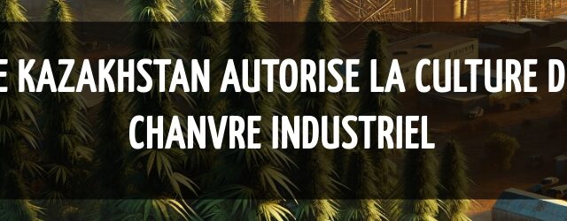 Le Kazakhstan autorise la culture du chanvre industriel