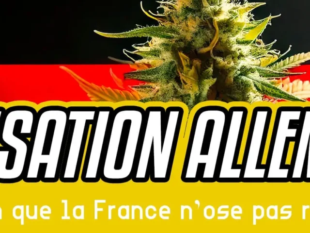Légalisation en Allemagne : le bilan que la France n’ose pas regarder