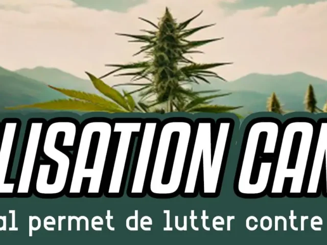 La légalisation du cannabis au Canada aide à lutter contre le marché noir, confirment des chercheurs