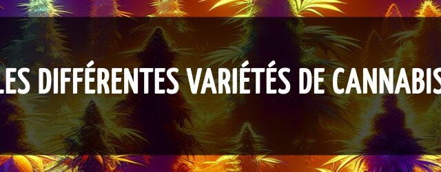 Les différentes variétés de cannabis