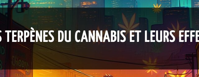 Les terpènes du cannabis et leurs effets