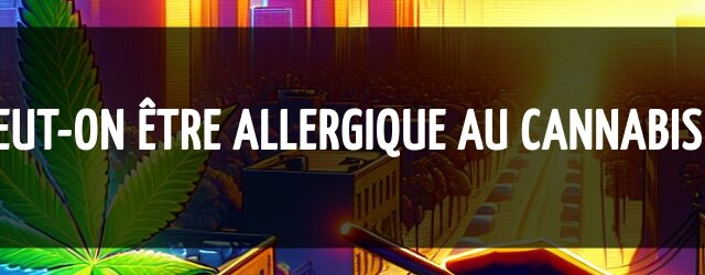 Peut-on être allergique au cannabis ?