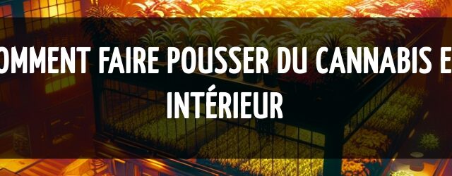 Comment faire pousser du cannabis en intérieur