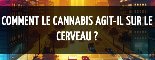 Comment le cannabis agit-il sur le cerveau ?
