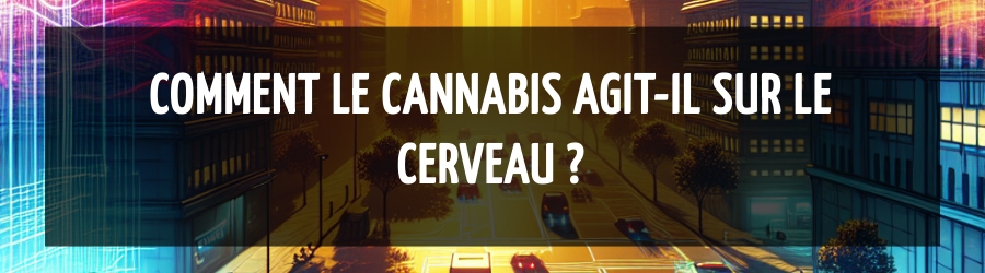 Comment le cannabis agit-il sur le cerveau ?