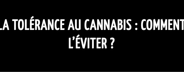 La tolérance au cannabis : comment l’éviter ?