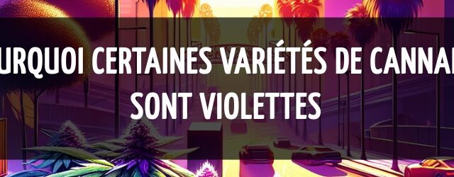 Pourquoi certaines variétés de cannabis sont violettes