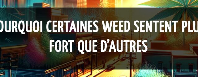 Pourquoi certaines weed sentent plus fort que d’autres