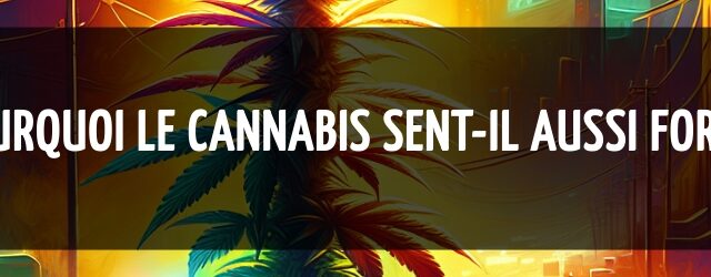 Pourquoi le cannabis sent-il aussi fort ?