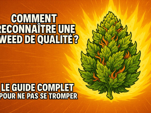 Comment reconnaître une weed de qualité ? Le guide complet