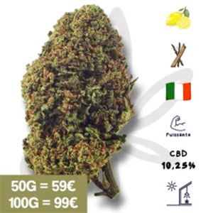 Top 10 des variétés CBD les plus relaxantes en 2025_0004_fleur-cbd-bruce-banner