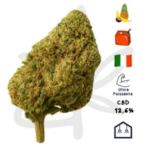 Top 10 des variétés CBD les plus relaxantes en 2025_0008_fleur-cbd-white-jealousy