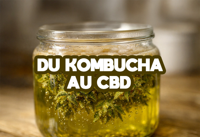 Kombucha au bd