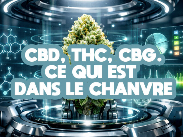 CBD, THC, CBG : comprendre ce qu’il y a dans une fleur