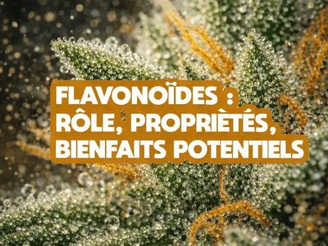 Flavonoïdes cannabis : bienfaits
