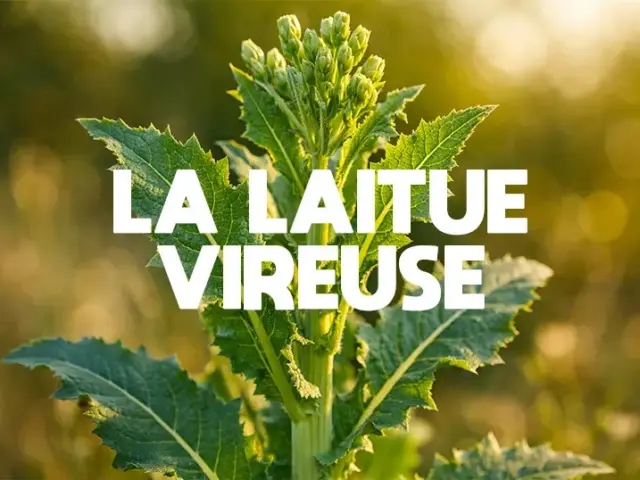 Laitue Vireuse : Ca se fume ça ?