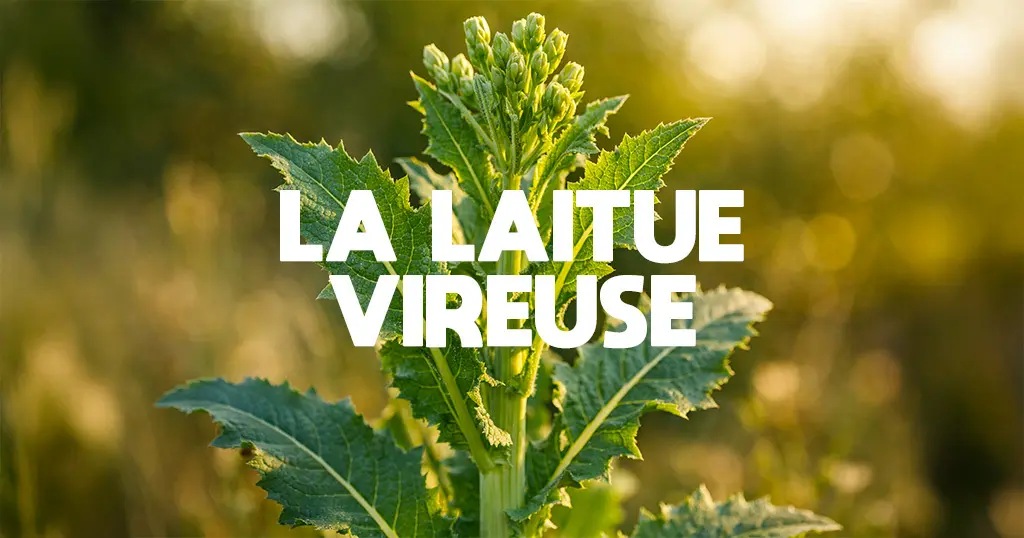 Laitue Vireuse