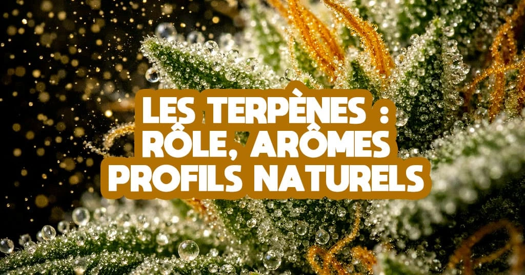 Les terpènes - role, aromes profils naturels