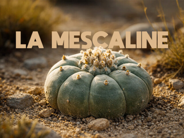 Guide complet sur la mescaline