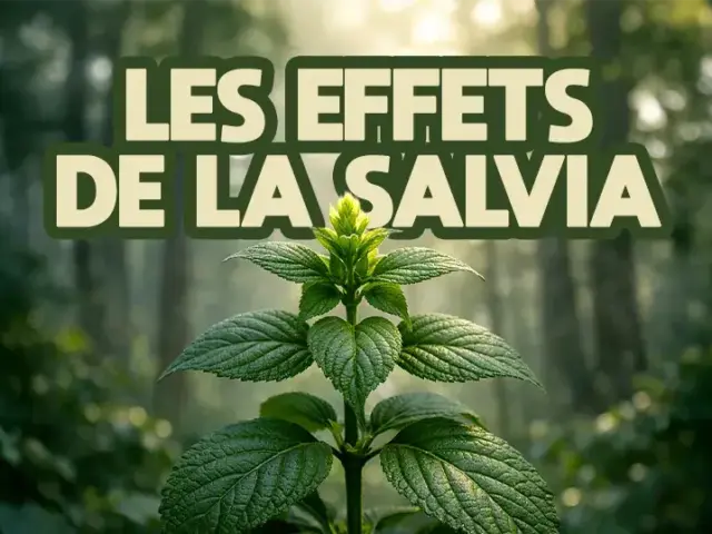 Effets de la salvia : à quoi t’attendre vraiment
