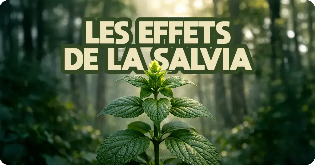 Salvia effets