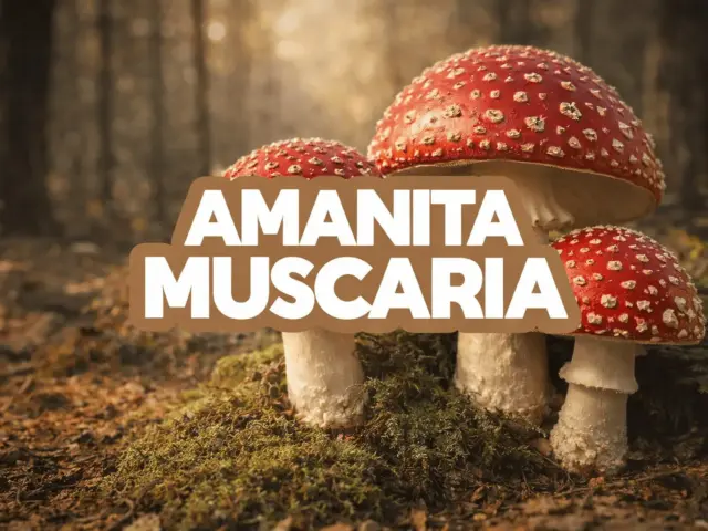 Amanita muscaria : ses effets