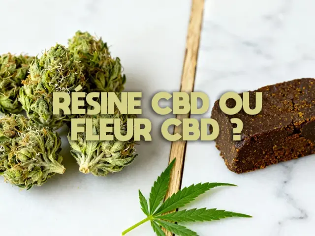 Fleur ou résine CBD : guide comparatif pour faire le bon choix