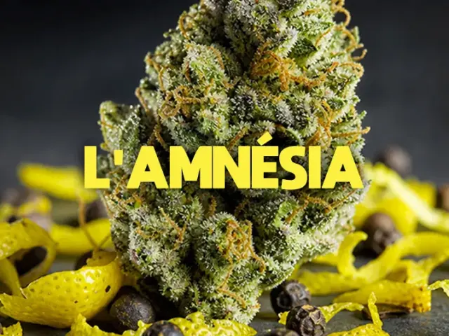 Amnesia CBD : le guide complet