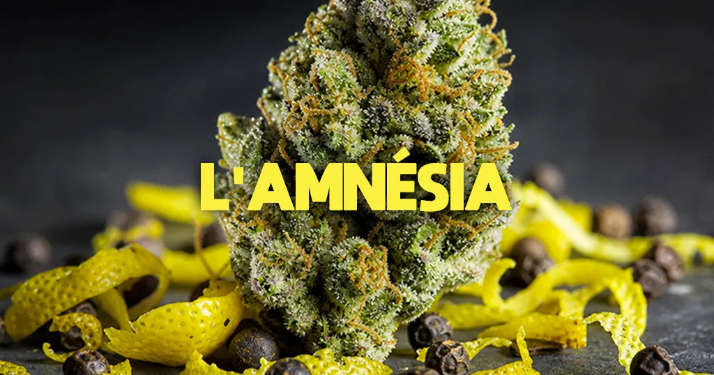 amnesia-CBD