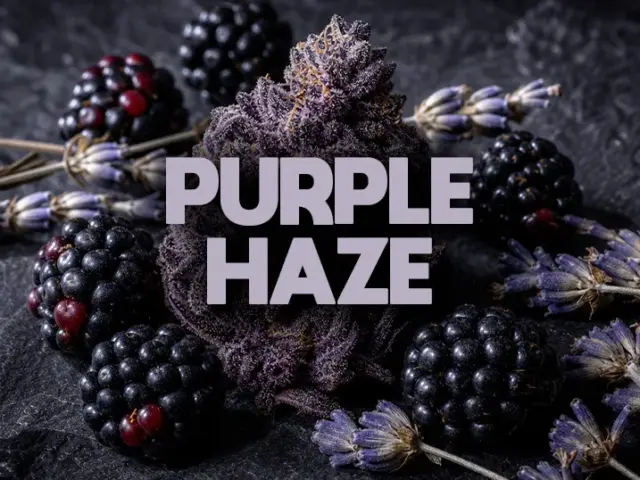 Purple Haze CBD : le guide complet