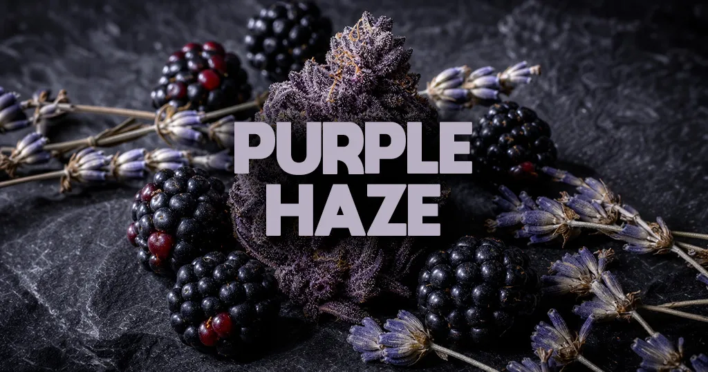 Purple Haze