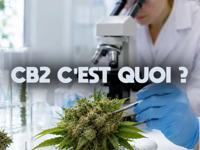 CBD CB2, c&rsquo;est quoi ? Complexe CB2, PEA