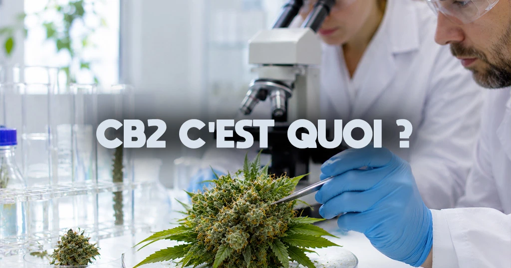 Complexe CB2 : CBD, PEA, magnolia — décryptage du nouveau produit bien-être
