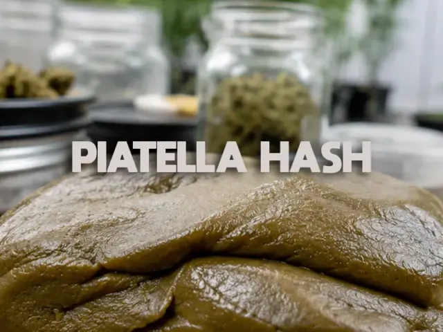 Piatella CBD : un hash d&rsquo;exception !