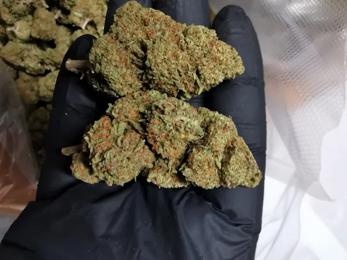 Les Fines Fleurs CBD Montpellier route de Mende livraison