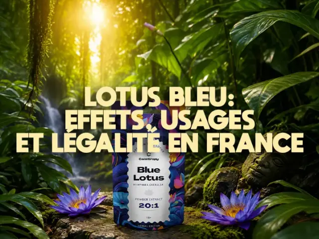 Lotus bleu : pourquoi vous ne ressentez rien (et solutions)