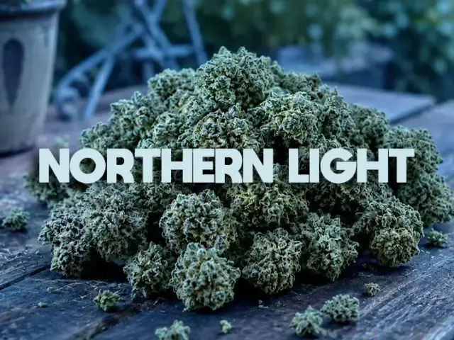 Northern Lights CBD : l&rsquo;histoire de l&rsquo;ancêtre des indicas
